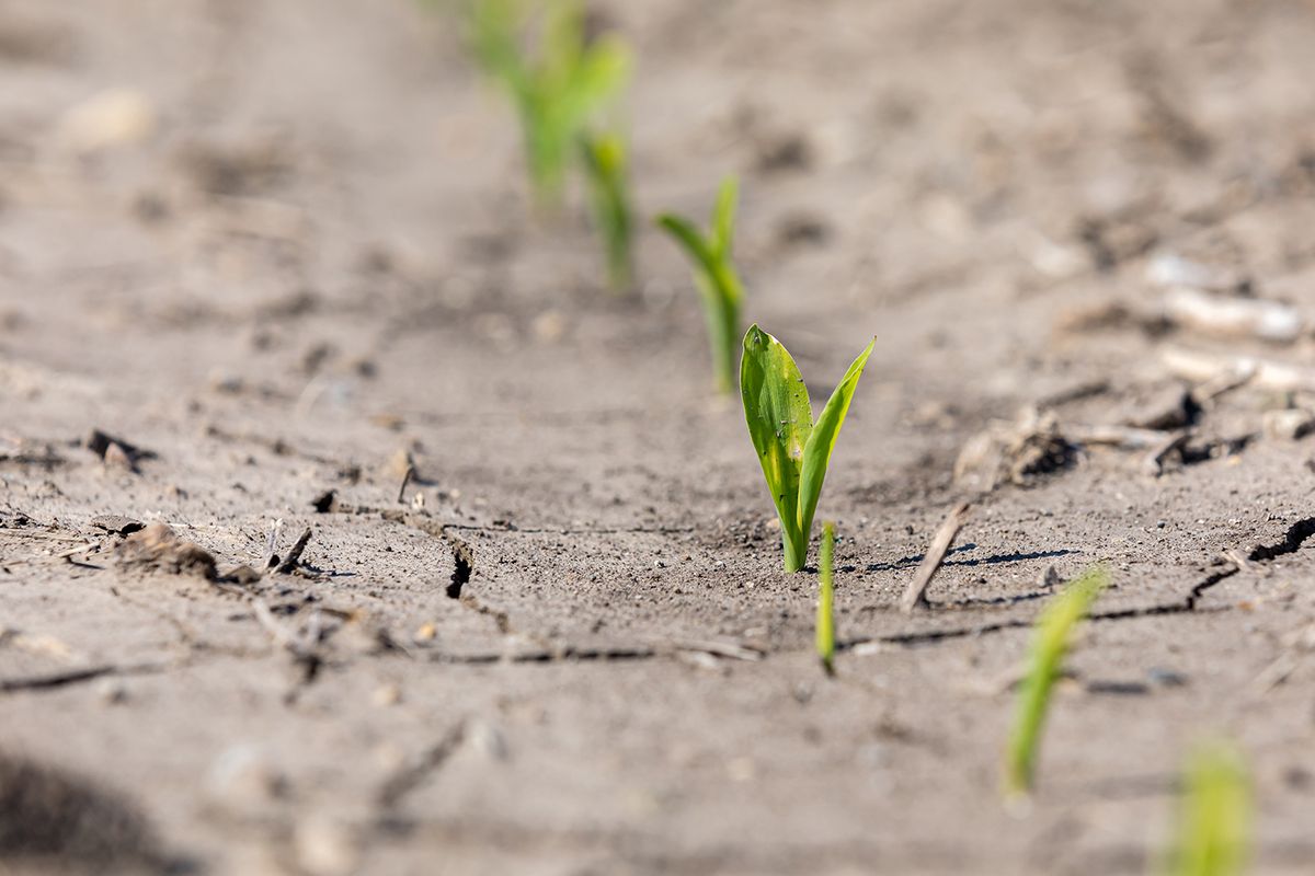 corn suffering from drought