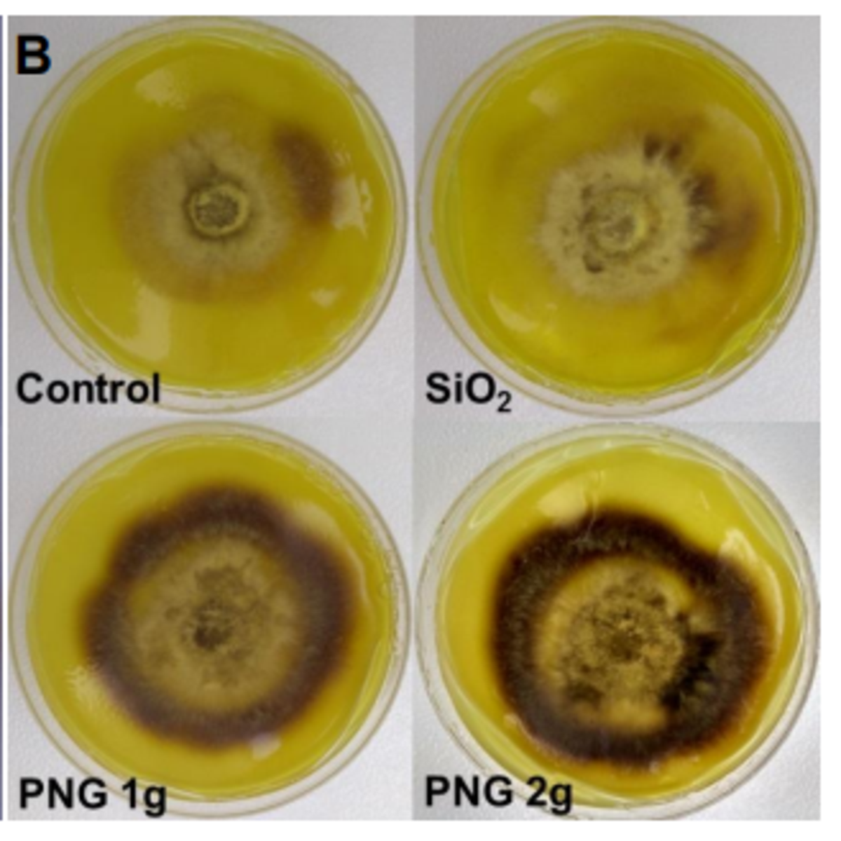 mycorrhization comparison with and without Penergetic