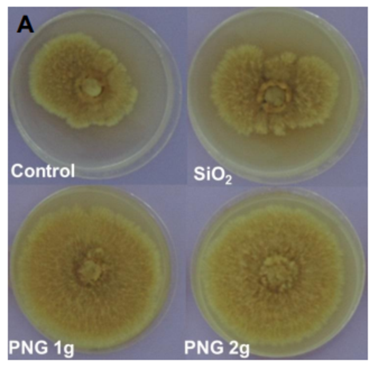 mycorrhization comparison with and without Penergetic