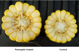 Corn testimonial USA left Penergetic - right control