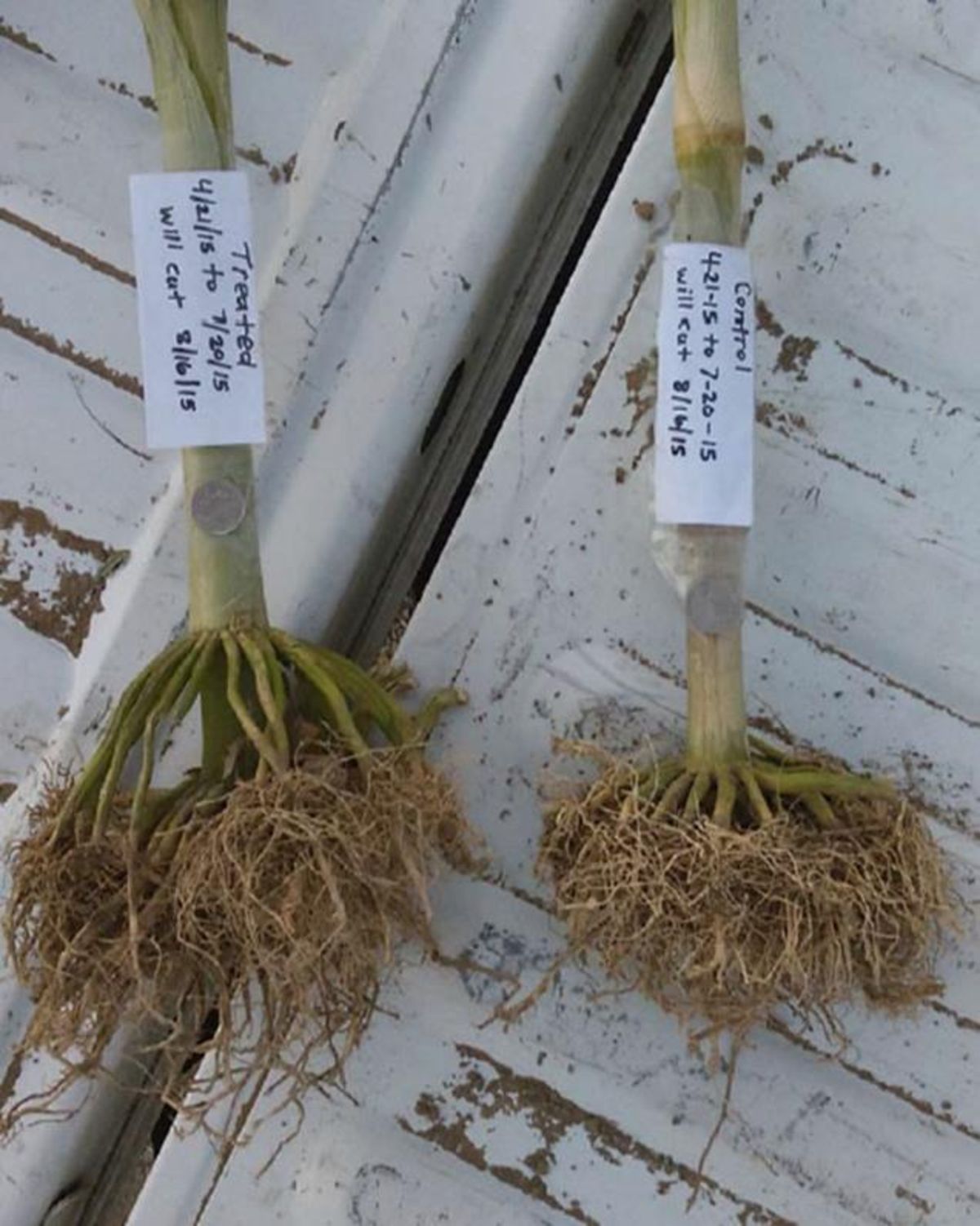 Soil explored corn roots with and without Penergetic