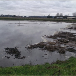 slurry lagoon 16 days after treatment with penergetic g