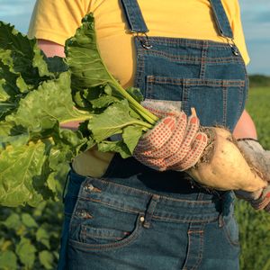 sugar beet: increased yield despite mineral nitrogen reduction